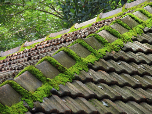Démoussage de toiture dans le Cantal